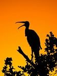 pic for Woodstork Sunset